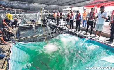 協(xié)助漁場 新加坡農(nóng)糧局裝設(shè)防紅潮系統(tǒng)-新加坡新聞_新聞中心_新加坡中文網(wǎng)