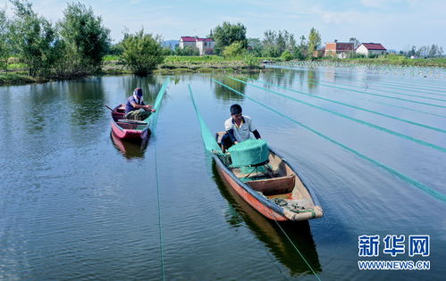 水鄉(xiāng)養(yǎng)珍珠 帶富一方人