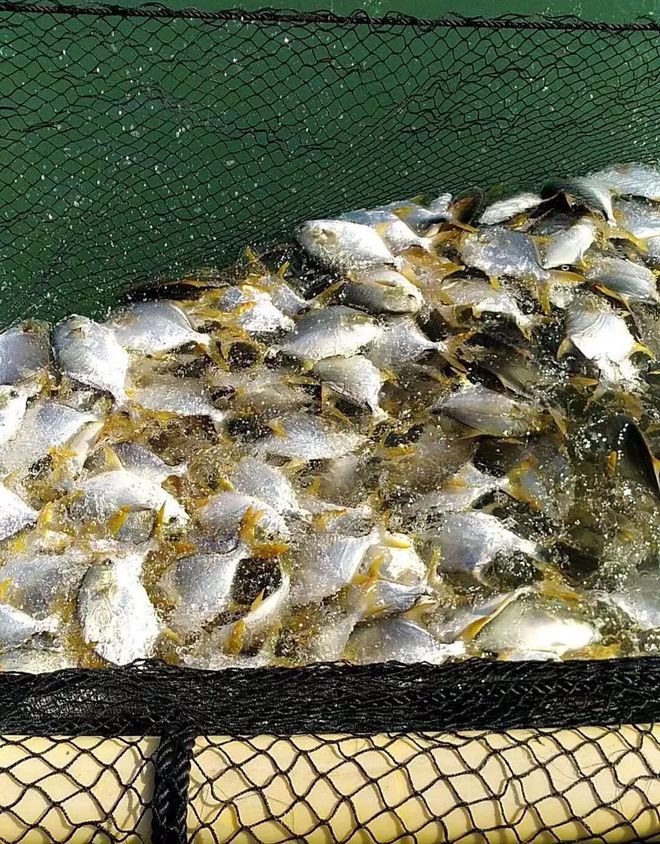 這條海水魚(yú)大火!他首創(chuàng)金鯧批量育苗技術(shù),引領(lǐng)規(guī)模化養(yǎng)殖時(shí)代