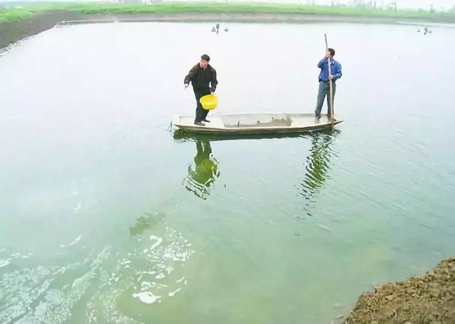 弧菌克星--蛭弧菌,中詢(xún)生物:對(duì)蝦白便紅體,病源竟然是這樣