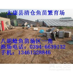 【鯽魚苗多少錢一條鯰魚苗太康縣清倉魚苗繁育廠水產】-