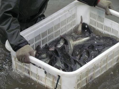 18元 斤,這里魚價(jià)常年全國(guó)最高