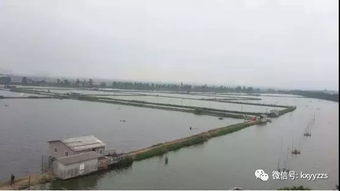 魚蝦蟹混養(yǎng)技術要點 淡水養(yǎng)殖 水產養(yǎng)殖百科 水產養(yǎng)殖網(wǎng)