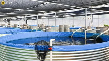 金華這個(gè)寶藏農(nóng)場(chǎng)火了!很多人專門過(guò)去搶這種魚&hellip;