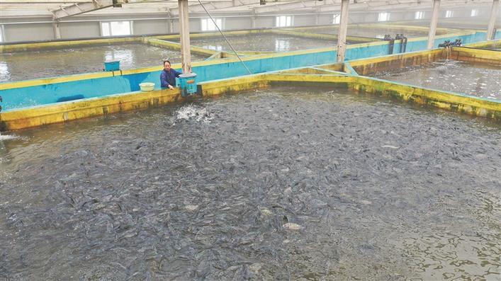 群魚齊躍爭(zhēng)食