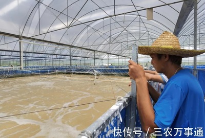 三名80后投資帆布工廠化養(yǎng)蝦,不換水、零排放,畝產(chǎn)3300斤
