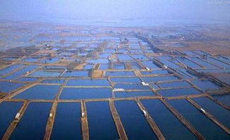 鹽堿地漁業 鹽堿地 變廢為寶 ,鹽堿地水產養殖技術寶典