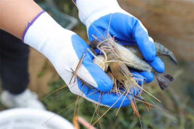 潢川縣豫東南正大水產研發基地首批羅氏沼蝦上市啦!