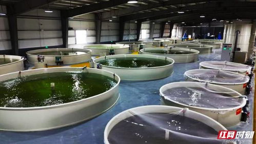 活魚游出新天地 湖南設施漁業引領高質量發展與農家樂休閑觀光服務