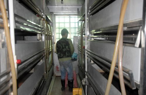 科技賦能生態(tài)養(yǎng)殖 茂名星火水產(chǎn)工廠化仿生態(tài)黃喉擬水龜養(yǎng)殖技術(shù)探索